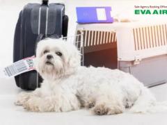 Hướng dẫn mang thú cưng lên máy bay quốc tế EVA Air chi tiết